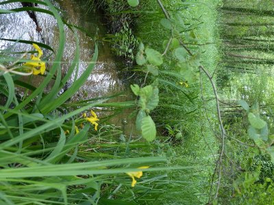Réserve naturelle de la Basse Goulandière
