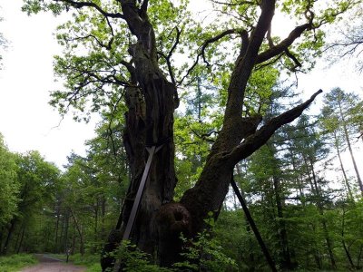 Chêne des Sorcières
