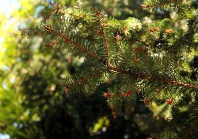 Circuit pédestre n°10 Le bois de la Fôt - rando bambin