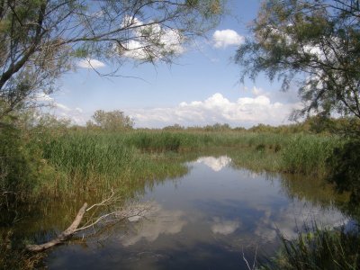 La Réserve Naturelle régionale du Scamandre