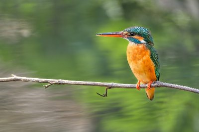 Centre Ornithologique du Gard