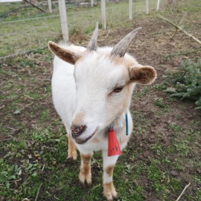 La Ferme de Boucle d'Or