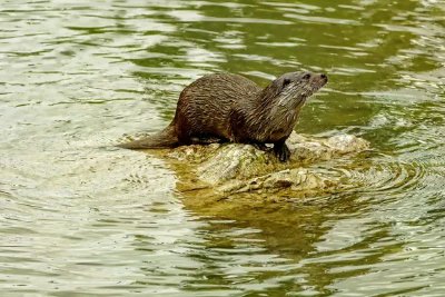 Balade sur la piste de la loutre d’Europe à Monteils avec Anthony Vieillard