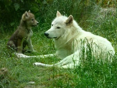 Parc des loups du Gévaudan