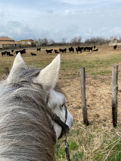 Promenades à cheval - Layalle