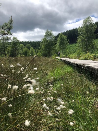 Tourbière de Négarioux Malsagne