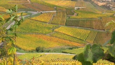 Sentier du Dragon - Sentier d'interprétation  dédié à la vigne