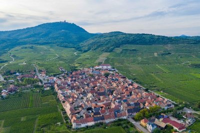 Sentier Géovino - les cépages - Saint Hippolyte