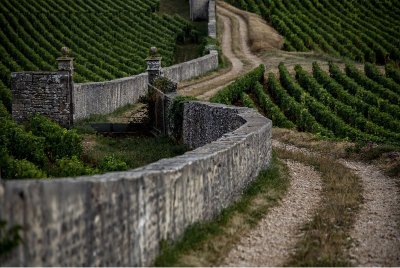 Chemins de Bourgogne - Matinée en Côte de Beaune en petit groupe