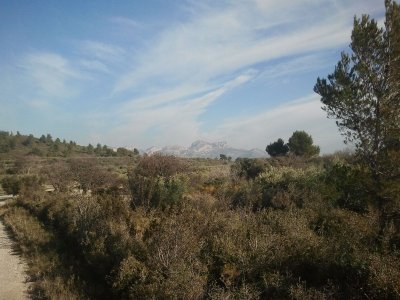 MOURIES - Au cœur d'une oliveraie