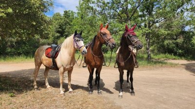 La Cabane Aux Chevaux