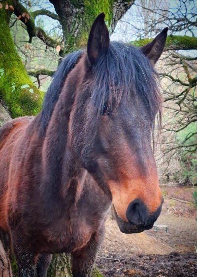 Les Chevaux du Rohan