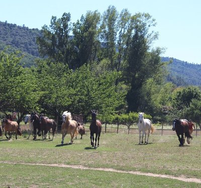 Centre équestre Soi Équestre