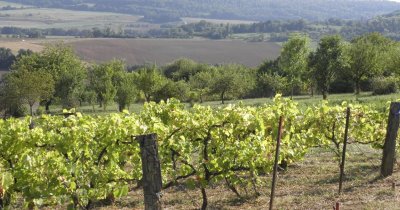 Entre Vignes et Vergers