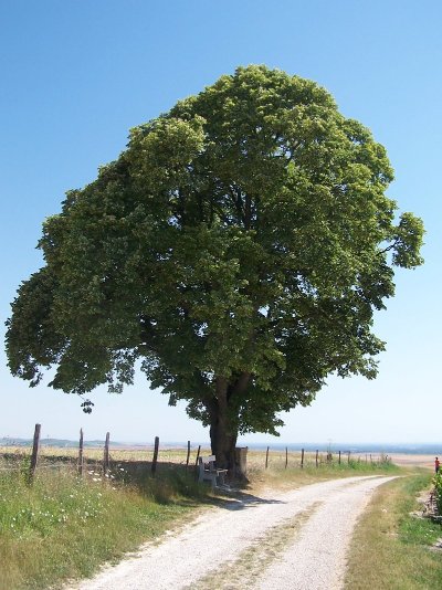 Le Tilleul de Vitry-en-Perthois