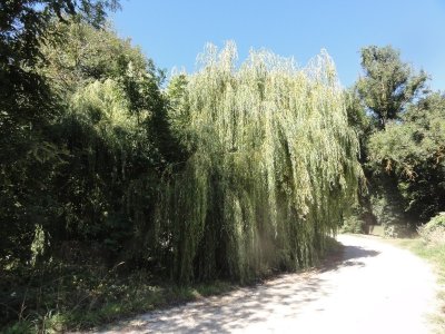 Le Saule Pleureur de La Chaussée sur Marne