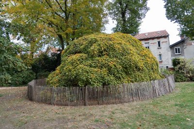 Le Fau de Verzy du Jardin de l'Horticulture d'Epernay