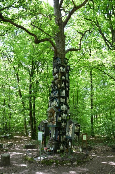 Forêt d'Exception - La Forêt du Chêne à la Vierge