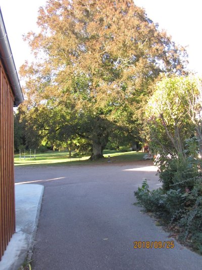 Le Hêtre Pourpre de Pogny