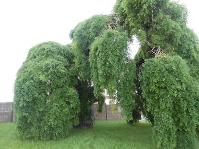 Le Sophora de Courtisols