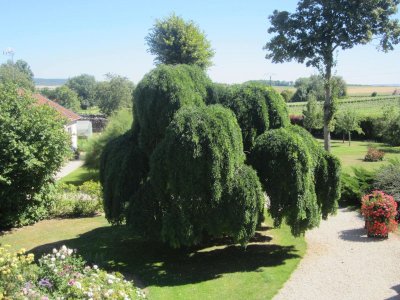 Le Sophora de Villers-Franqueux
