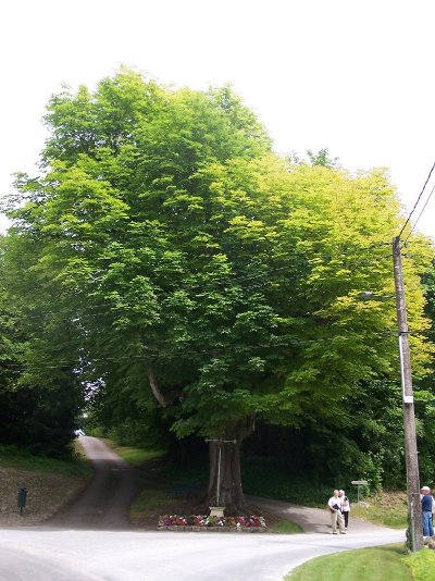 Le Marronnier de Coole