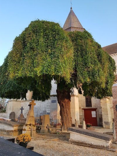Le Sophora de Sarry