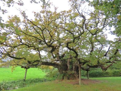 Chêne remarquable - Troarn