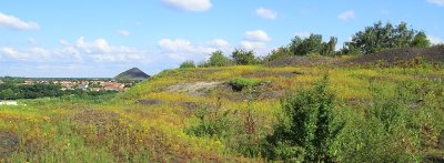 Terrils du marais de Fouquières