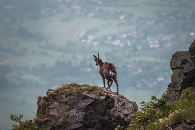 Circuit de randonnée 2 jours : Rimbach - Hartmannswillerkopf - Hirtzenstein