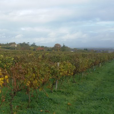 Un village troglodyte, haut lieu de la viticulture