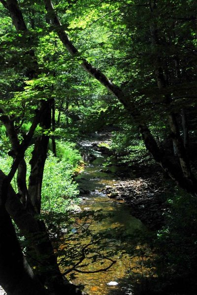 Forêt domaniale de Valbonne