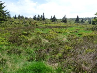Réserve Naturelle du Tanet - Gazon du Faing