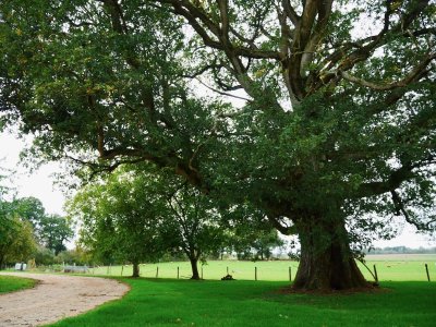 Entre Brandes et Bornais