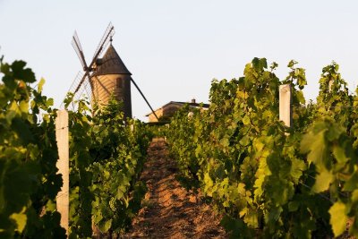 Le Moulin-à-Vent : de la vigne au chai