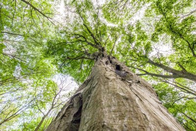 Le bois de l'Emolière