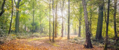 Le bois d'Epinoy et son écosystème