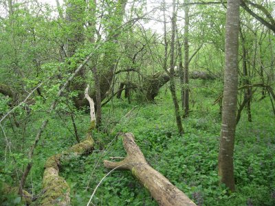 Sentier des Saulnières