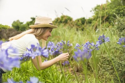 Balade plantes médicinales  à Lincou