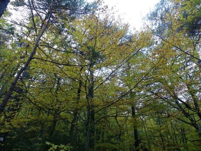 PLAN D'AUPS SAINTE-BAUME - Le sentier Merveilleux