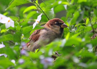 Wivisites : à la découverte de la biodiversité de Vendôme