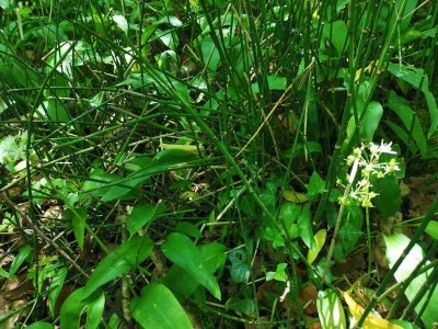 Circuit N°63 CC : Sentier "Histoire et Patrimoine" - Variante Ouest