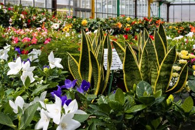 Fleur des Cévennes à Saint Jean du Gard
