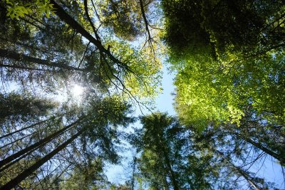 Forêt de Pourcheresse