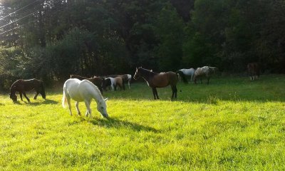 Ecurie de Combeneyre