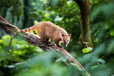 La ronde des moines en forêt de Chizé
