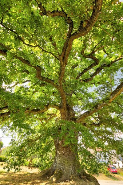 Chêne tricentenaire