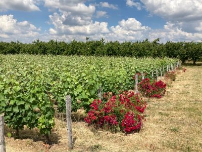 Autour de la pie ©FFRandonnée / CDRP 45