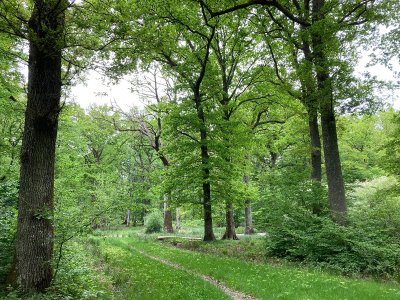 Balade du Chêne de l'Évangile ©FFRandonnée / CDRP 45