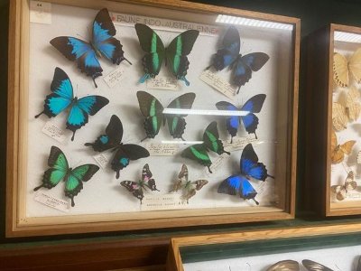 Exposition de Papillons et autres Insectes du Monde